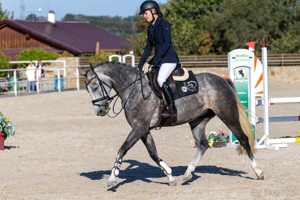 6ti letá klisna po Heartbreak