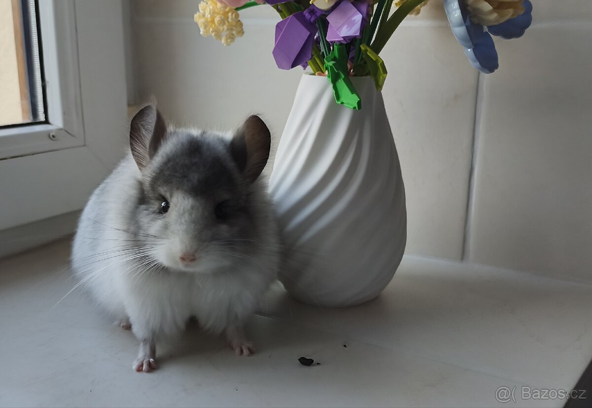 Činčila samec angora