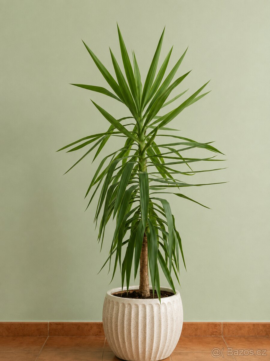Yucca