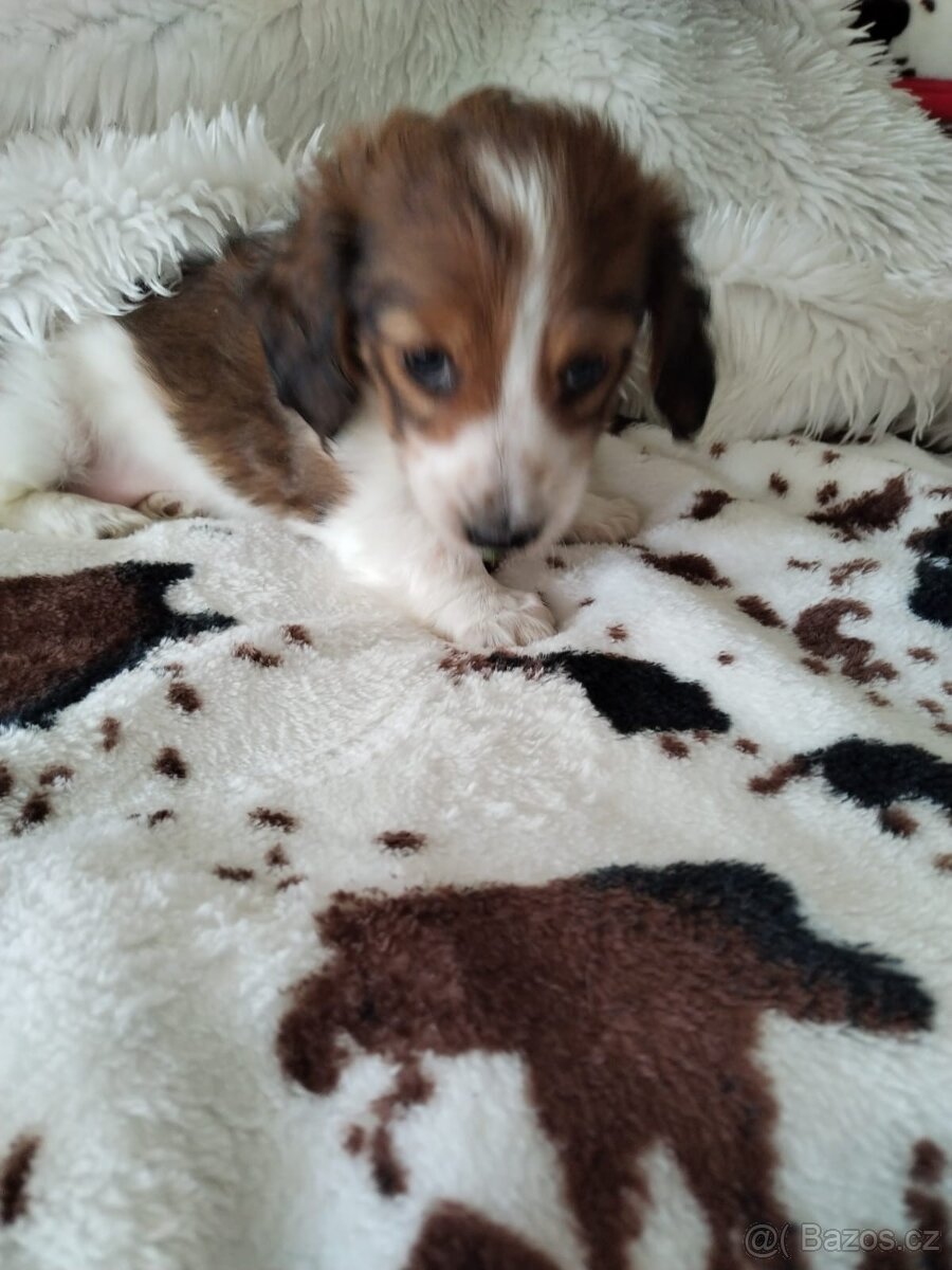 Jezevčík dlouhosrstý červený piebald