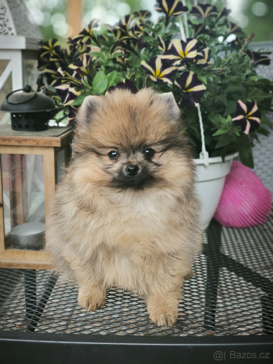 Německý špic/pomeranian