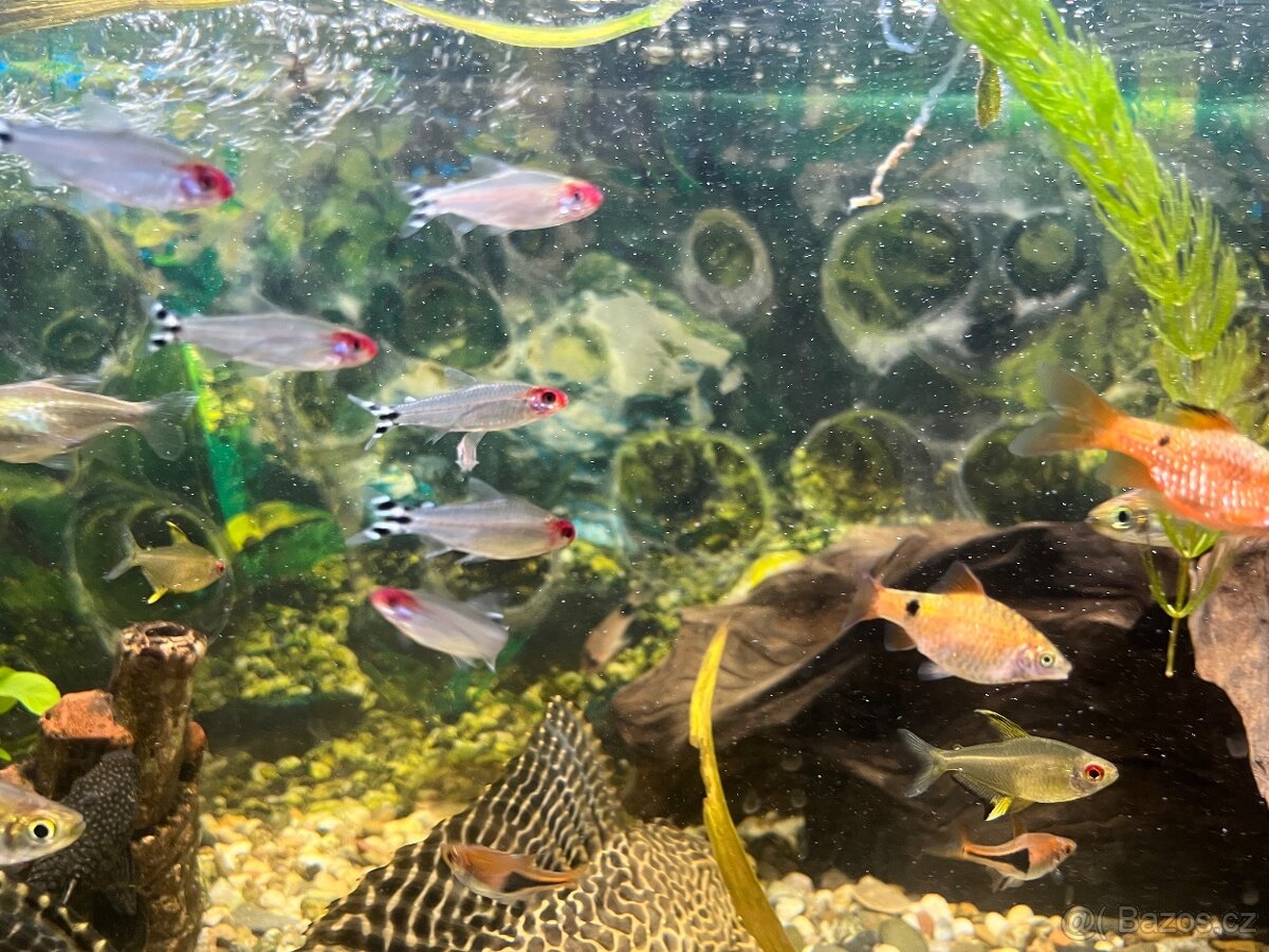 Tetra červenoústá - Hemigrammus rhodostomus