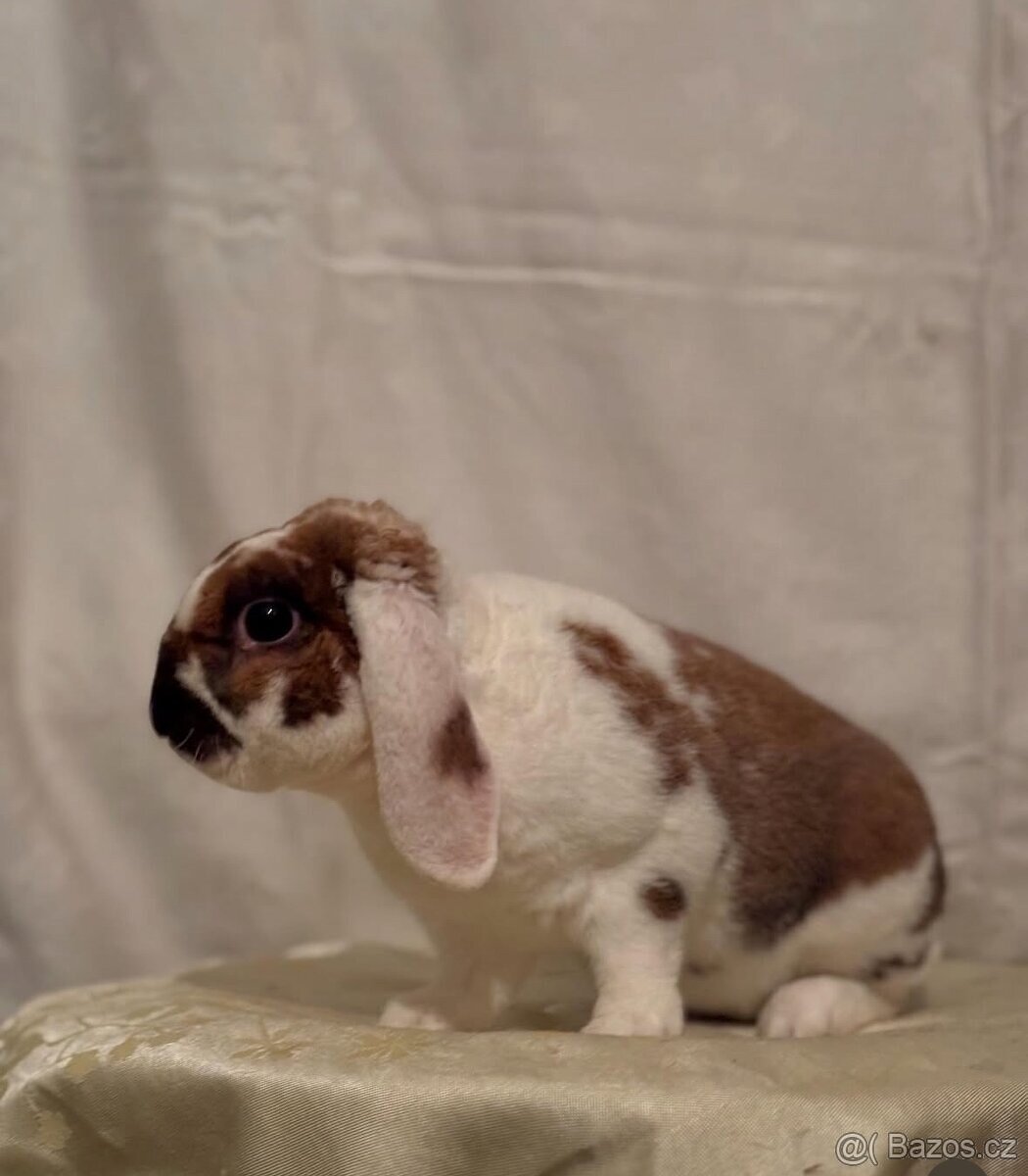 Zakrslý rex  beran - Tweety