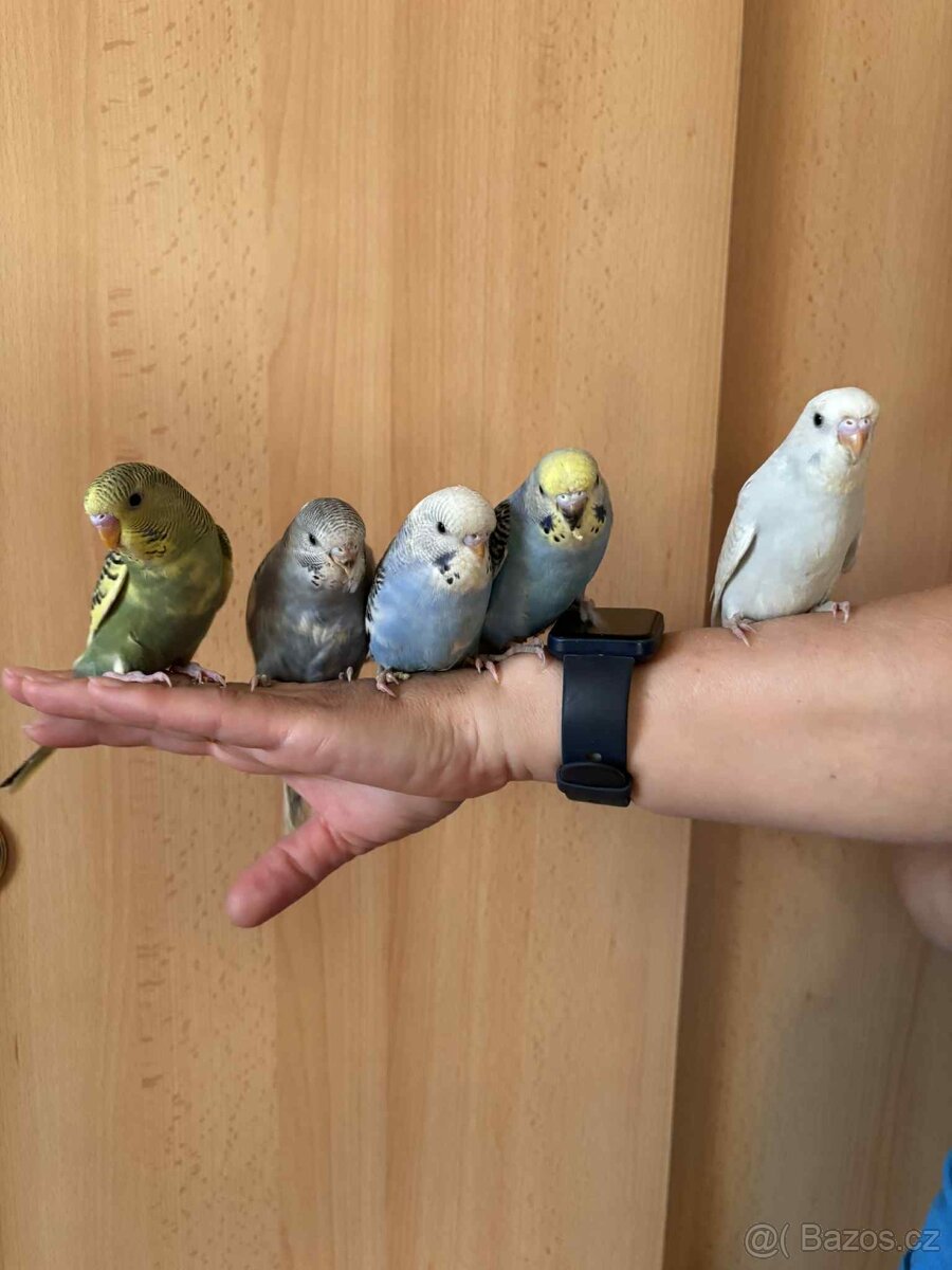 Prodám mladé andulky po vylétnutí z budky