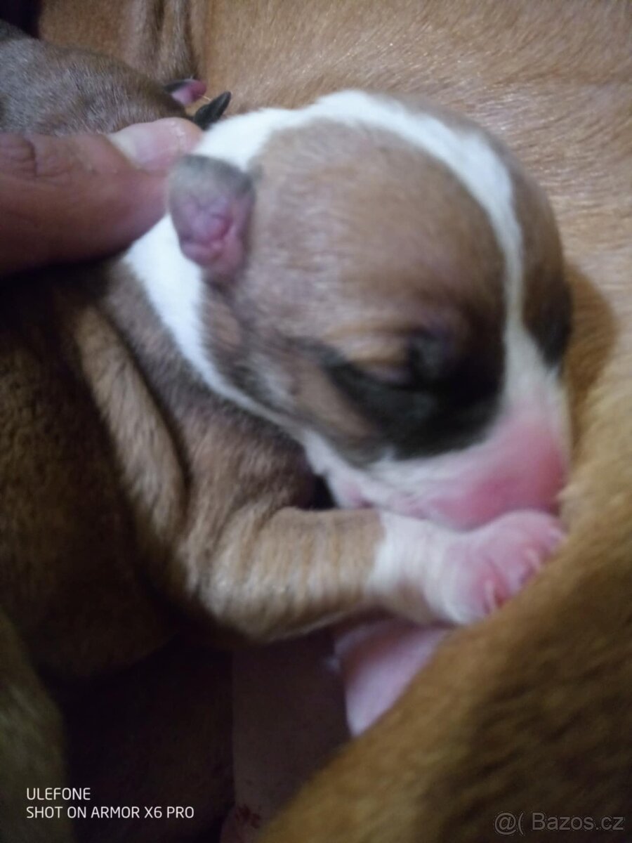 Americký stafordšírský teriér