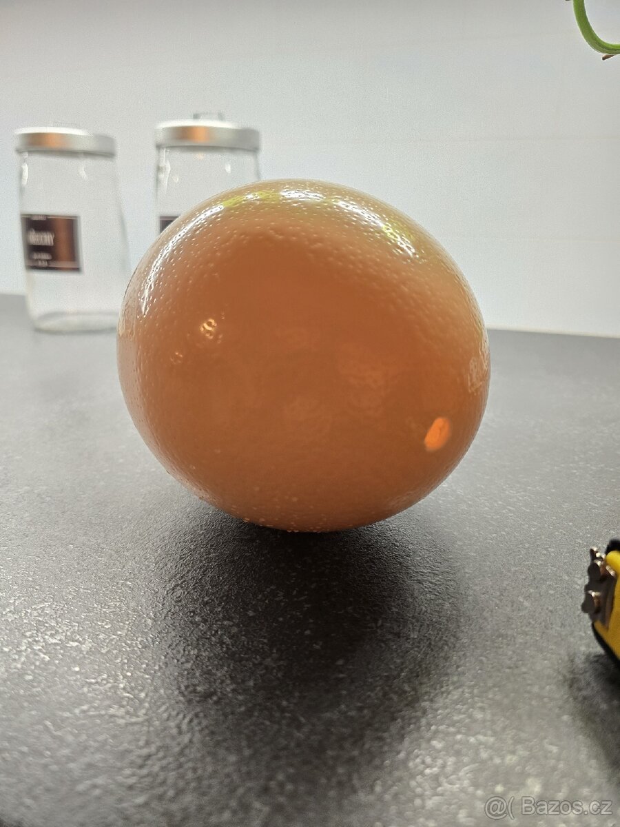 Pštrosí vajíčko - vyfouknuté