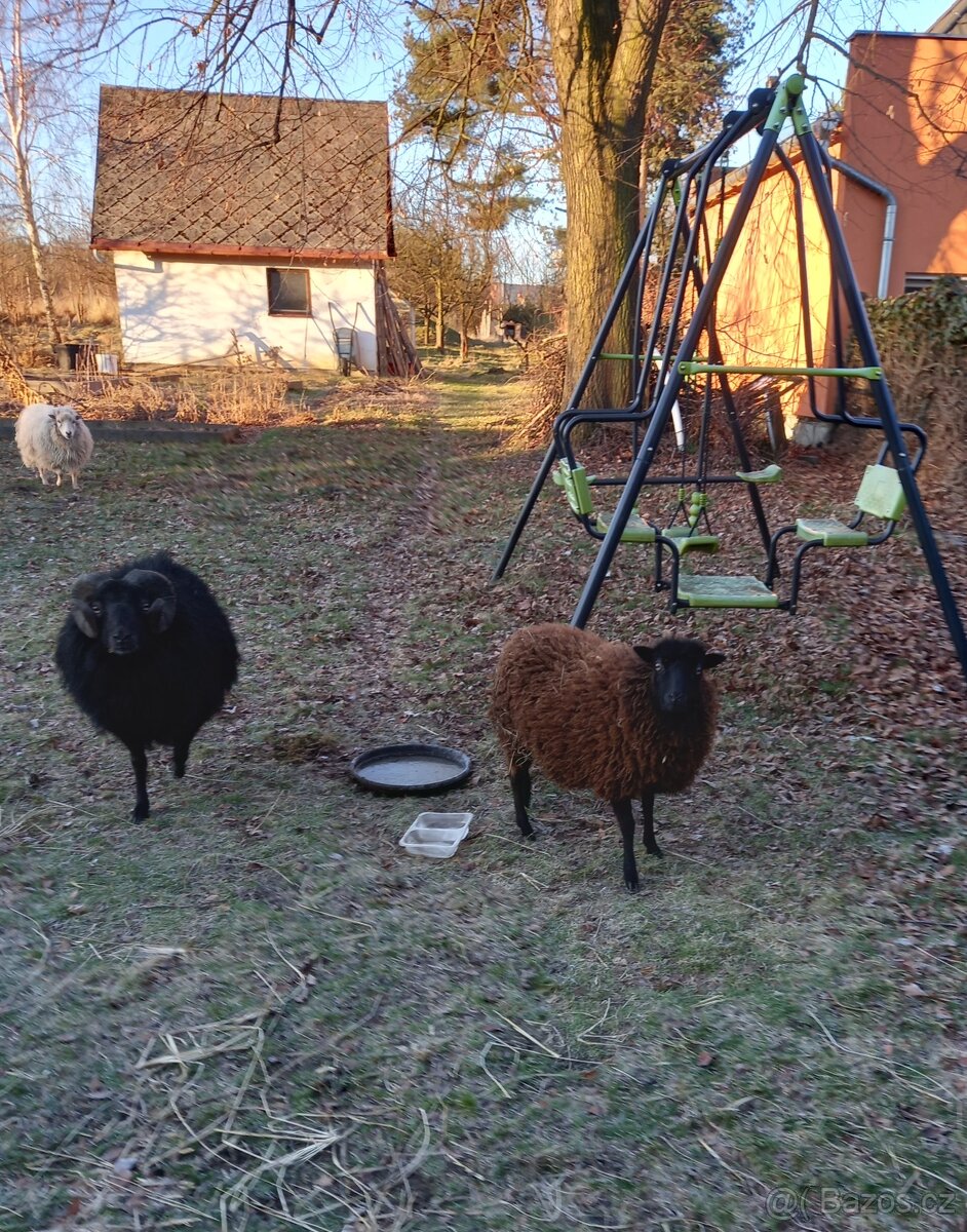 Ouessantská ovečka