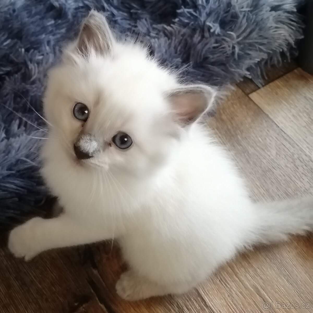 Ragdoll kocourek bez PP