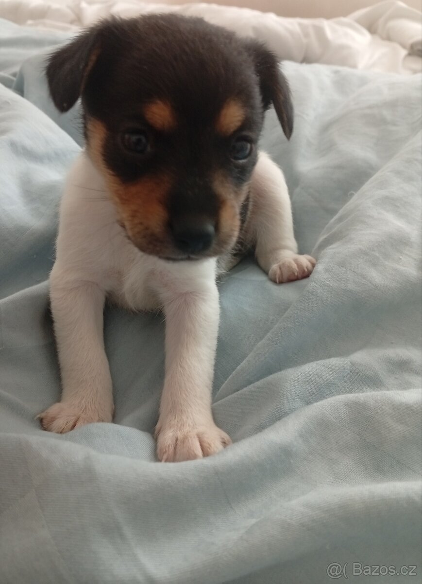 Jack Russell teriér