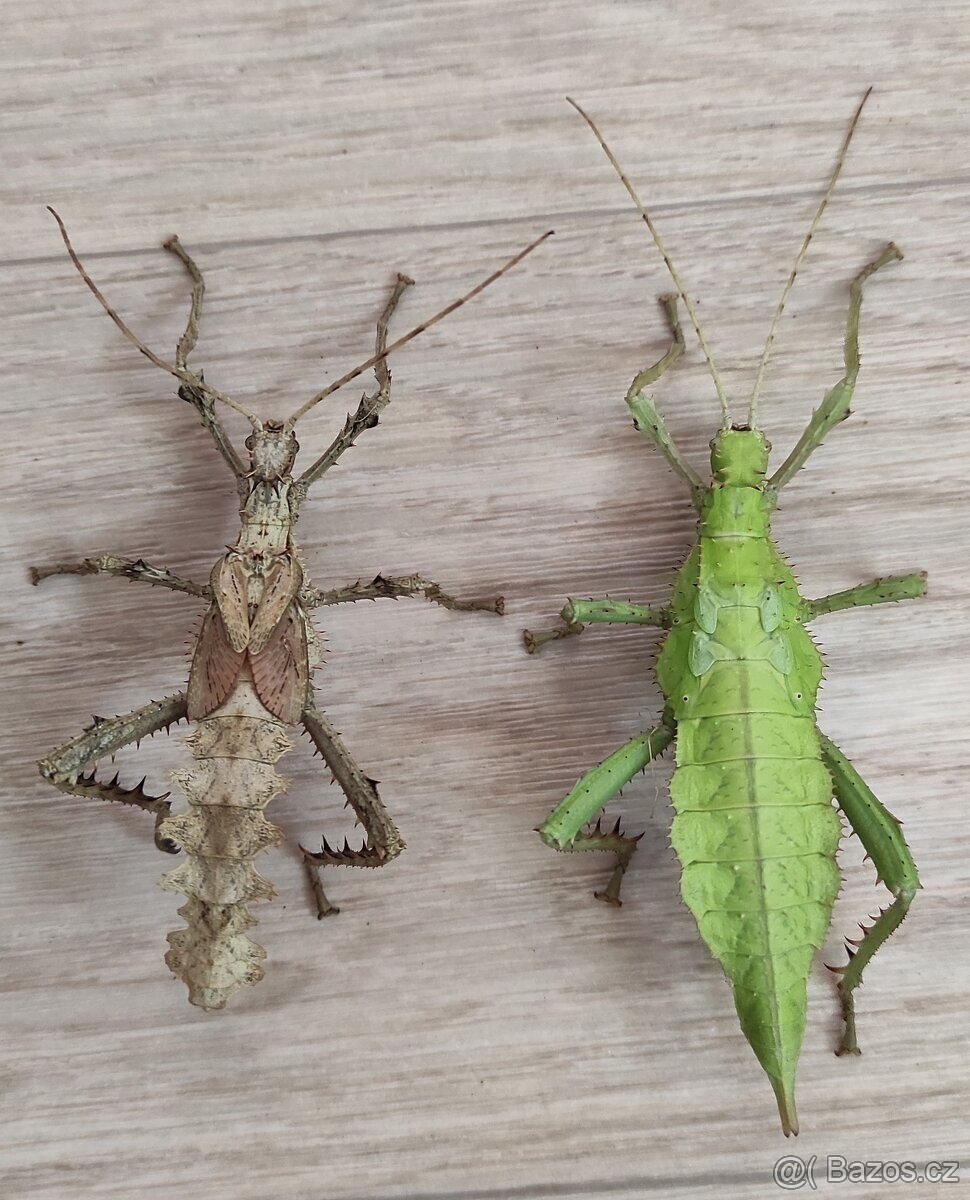 Strašilky Heteropteryx dilatata