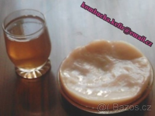 Čajová houba kombucha