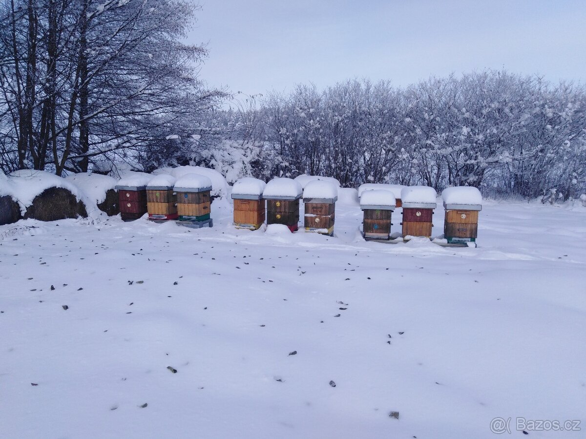Vyzimovaná včelstva 3924