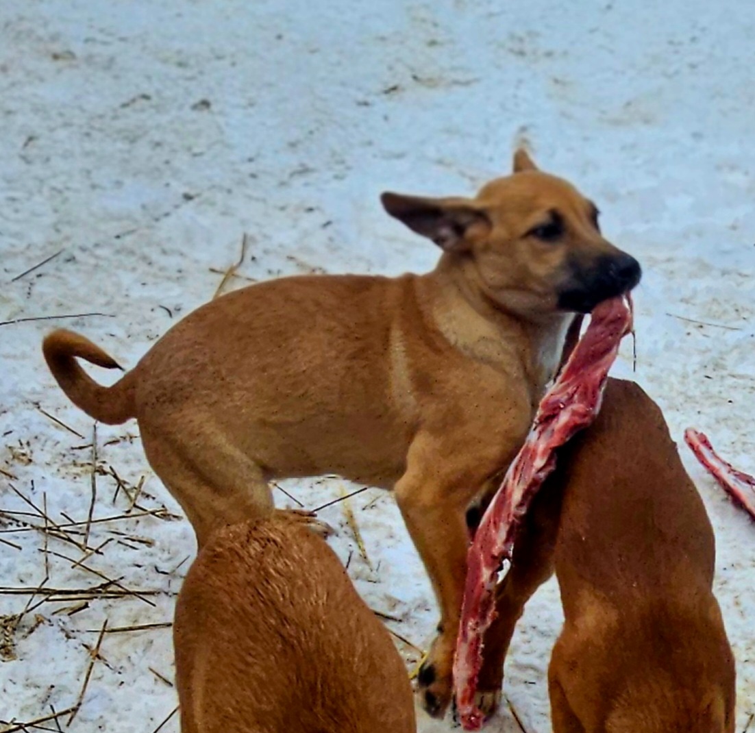 Belgicky ovcak krizenec