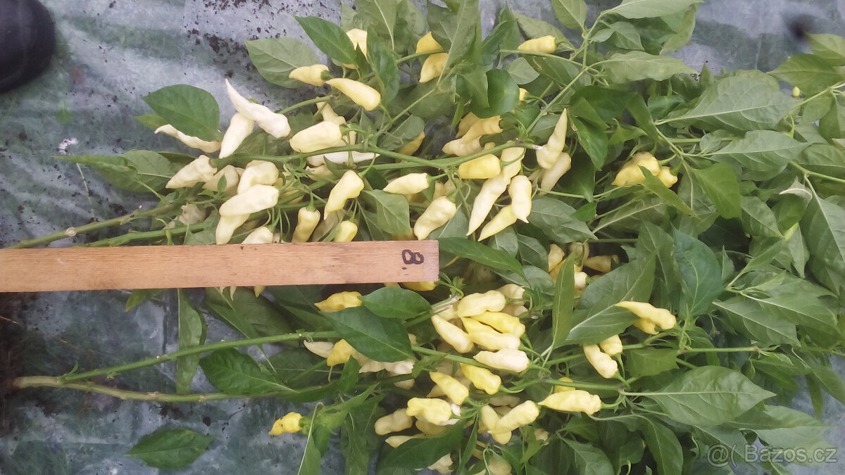 Aji- cito (chilli semínka)