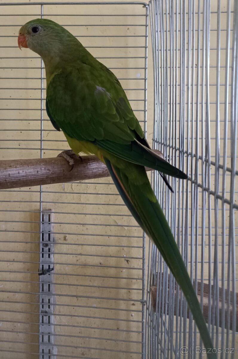 Prodám ♀️ papouška nádherného