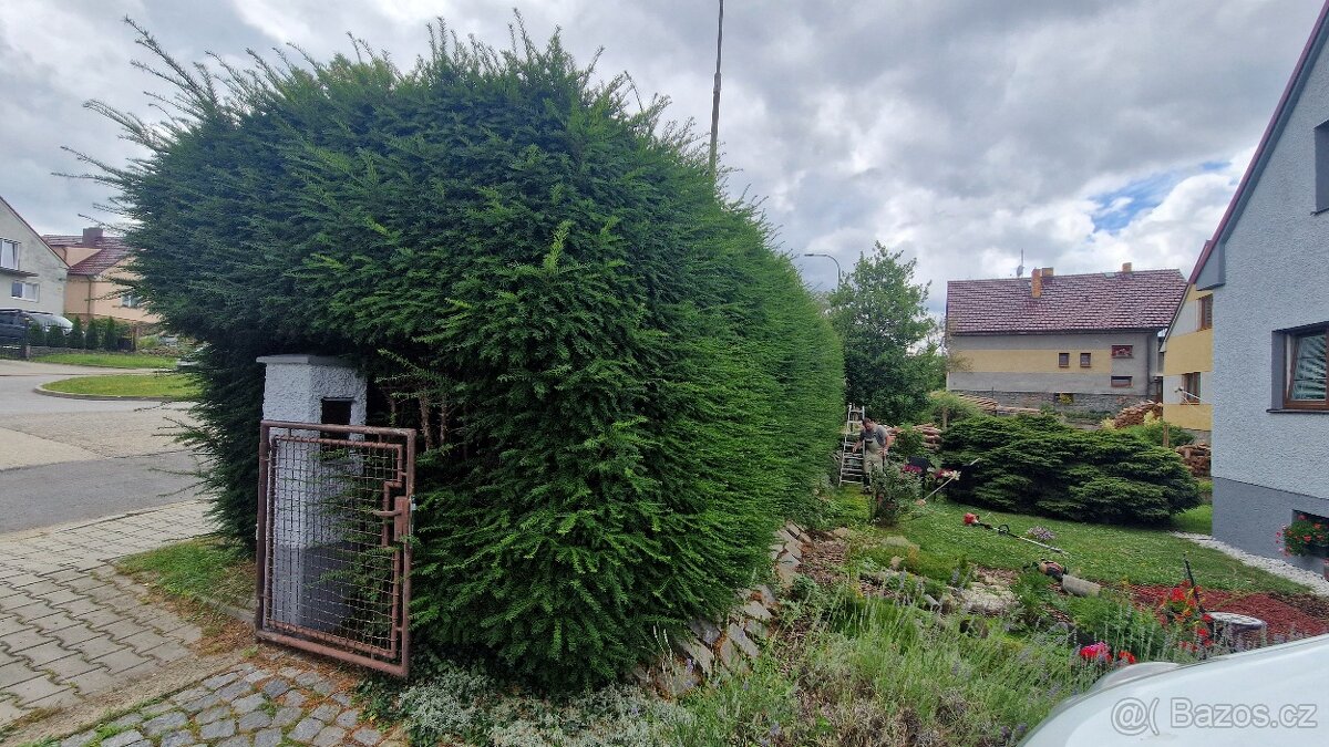 Údržba zeleně