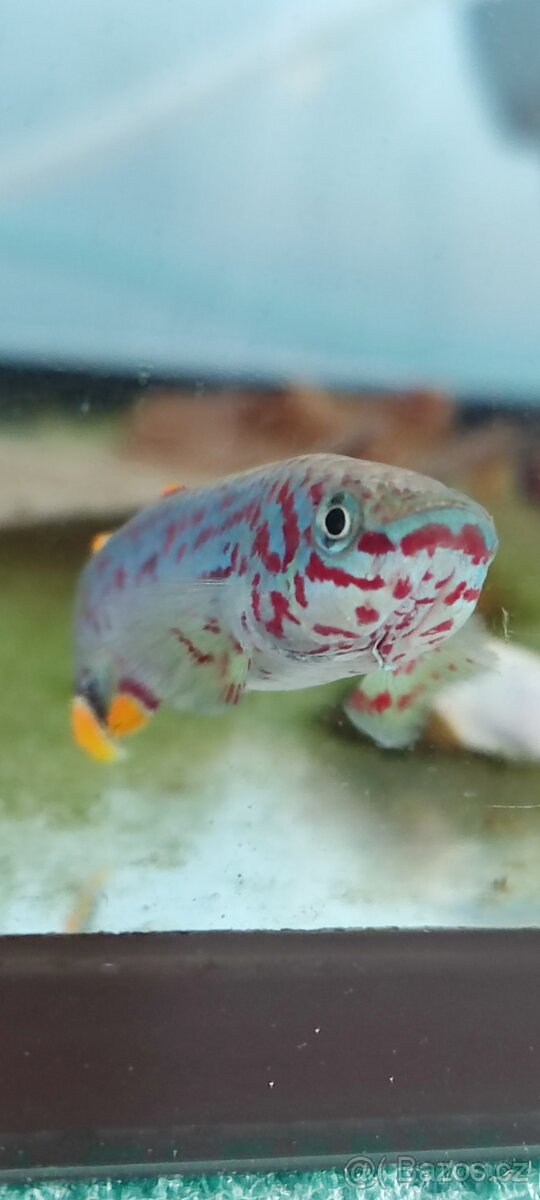 Fundulopanchax Gardneri