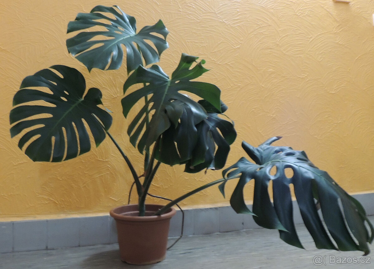 Monstera velkolistá