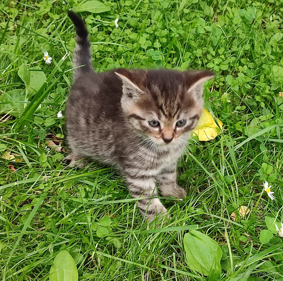 koťátka