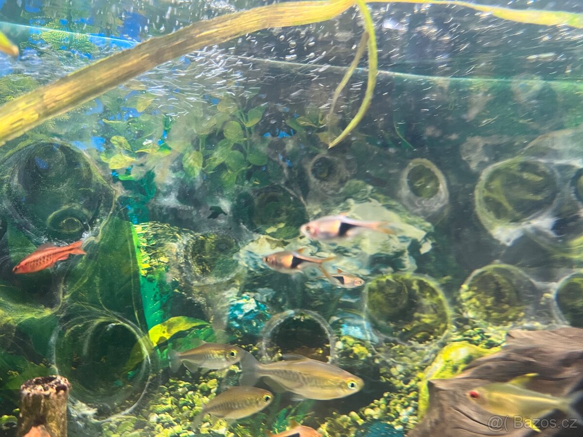 Razbora klínoskvrnná - Rasbora (Trigonostigma) heteromorpha