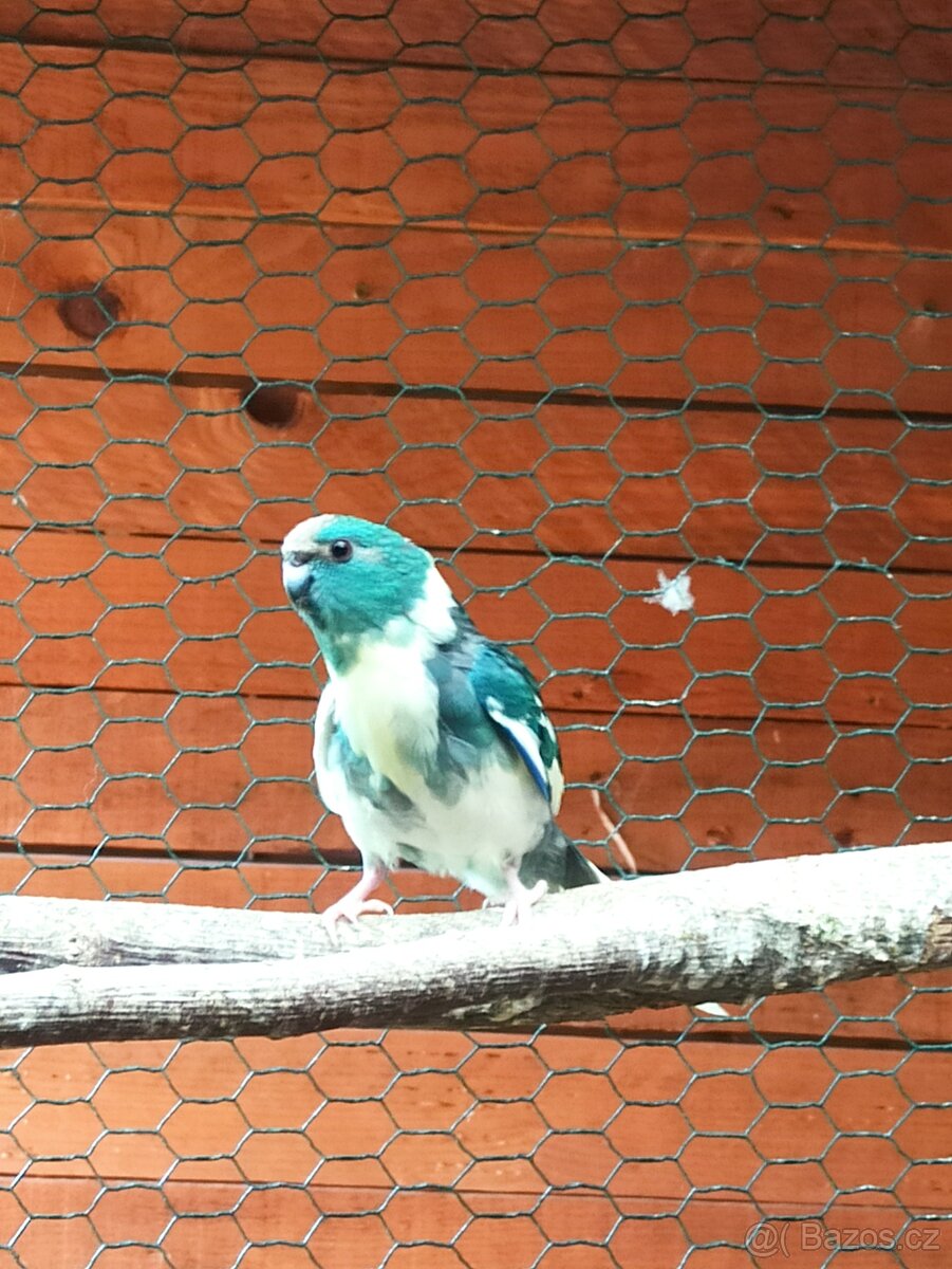 Kakariki