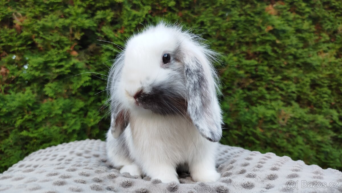 Zakrslý beránek, králíček, králík - MOLLY
