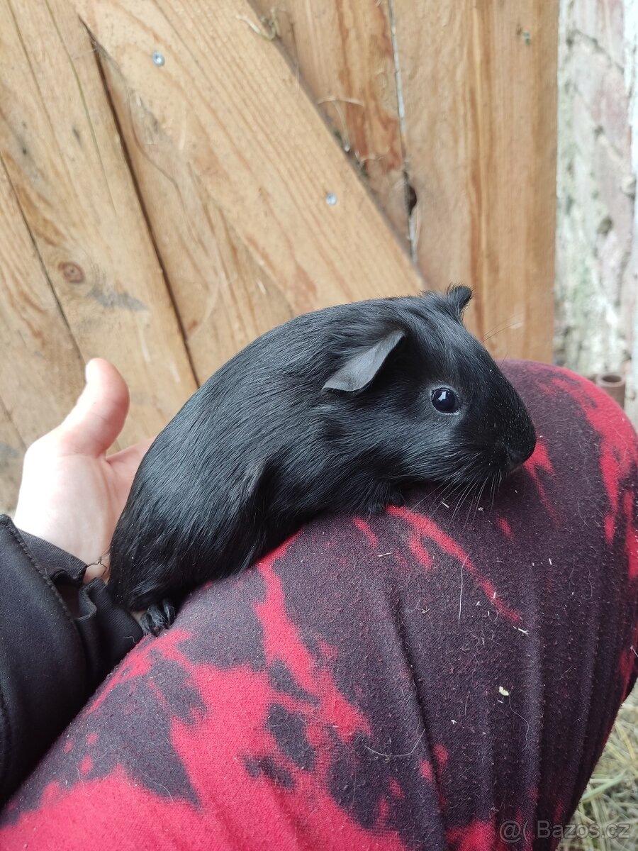 Morče CUY, a obyčejná morčátka
