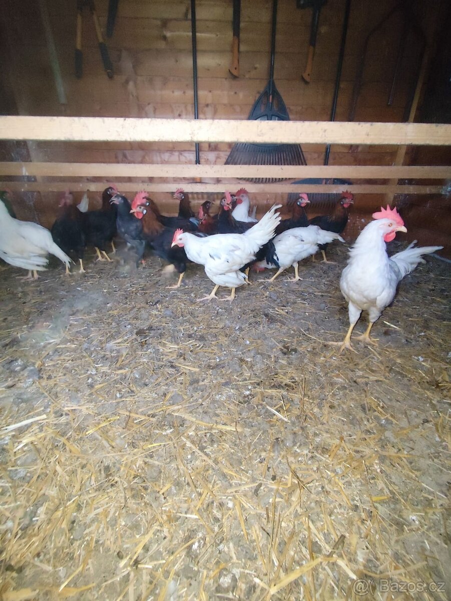 Prodám mladé kohoutky