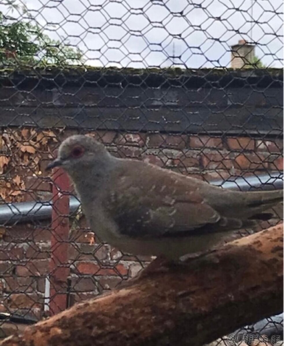 Holoubek diamantový