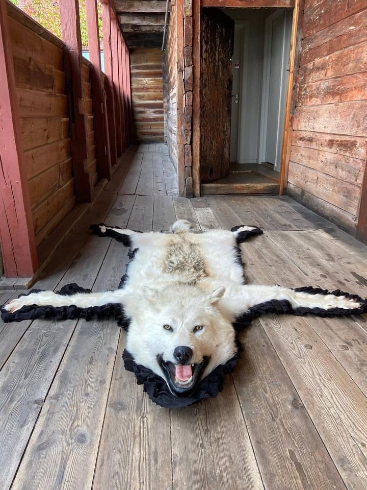 Pravá kůže z vlka