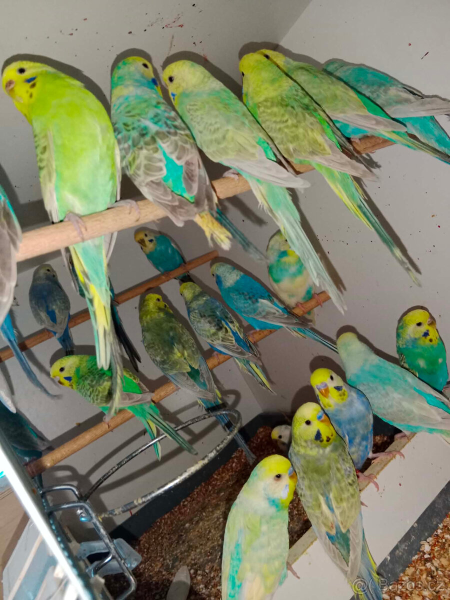 andulky duhovky,texas,zebřičky,korely,prodám
