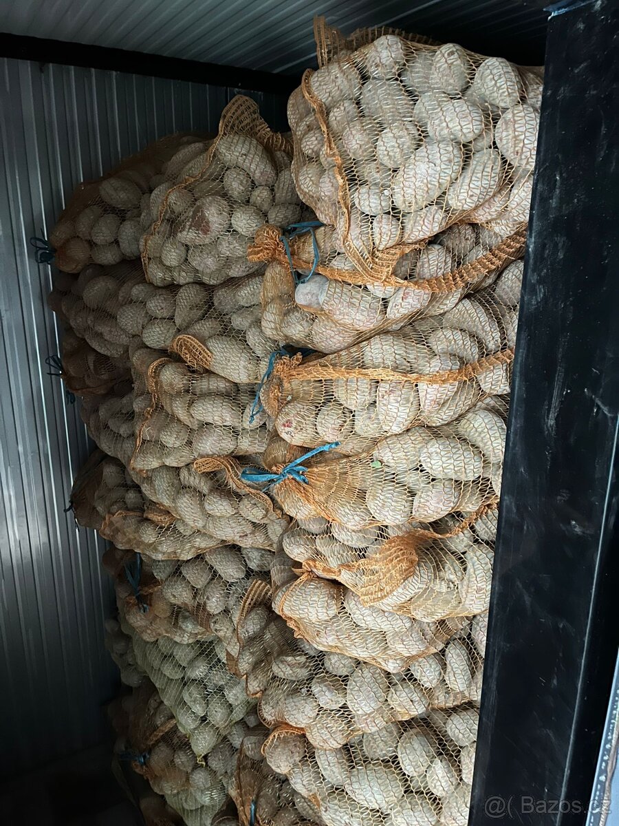 Brambory na uskladnění