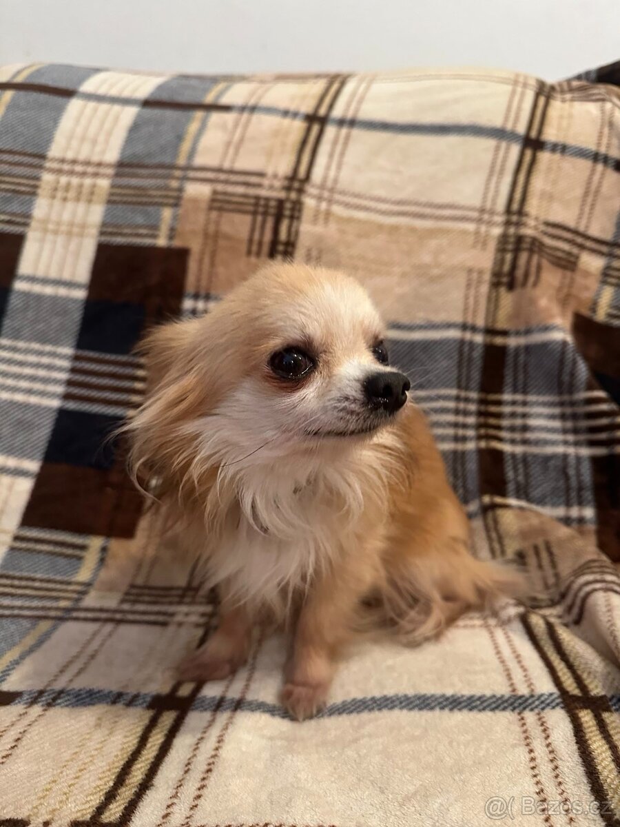 Dlouhosrstá čivava (kluk)