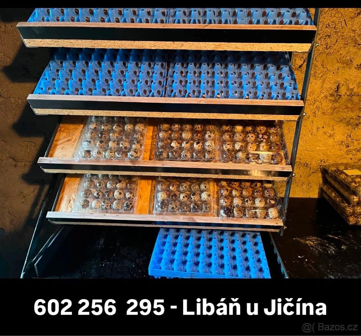 Křepelka Japonská násadová vejce