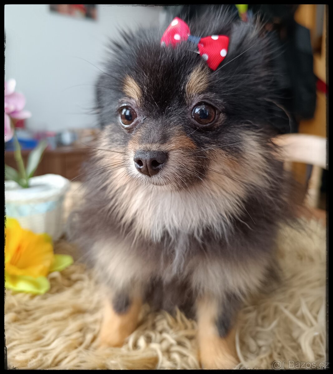 Pomeranian fenka s PP mini Black &tan