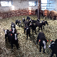 JEHŇATA ZWARTBLES