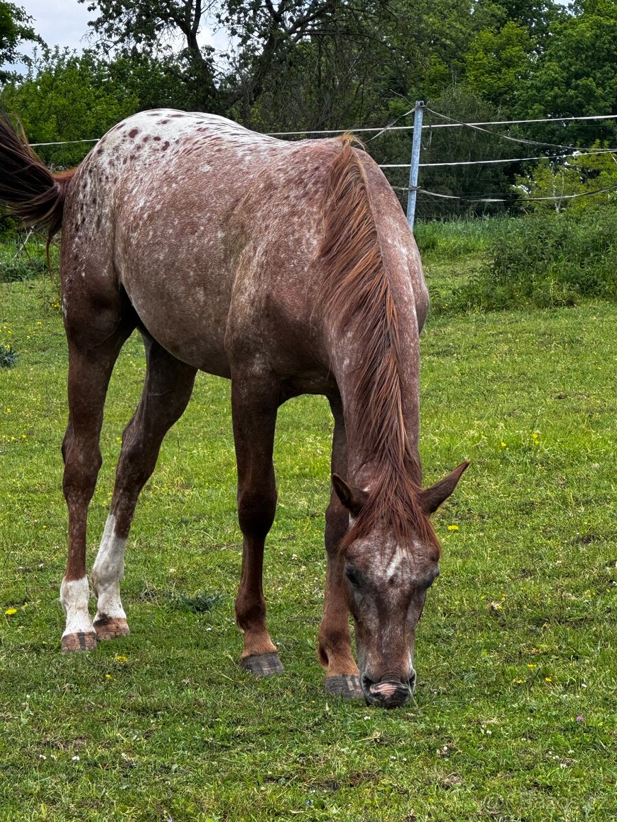 Appaloosa valach