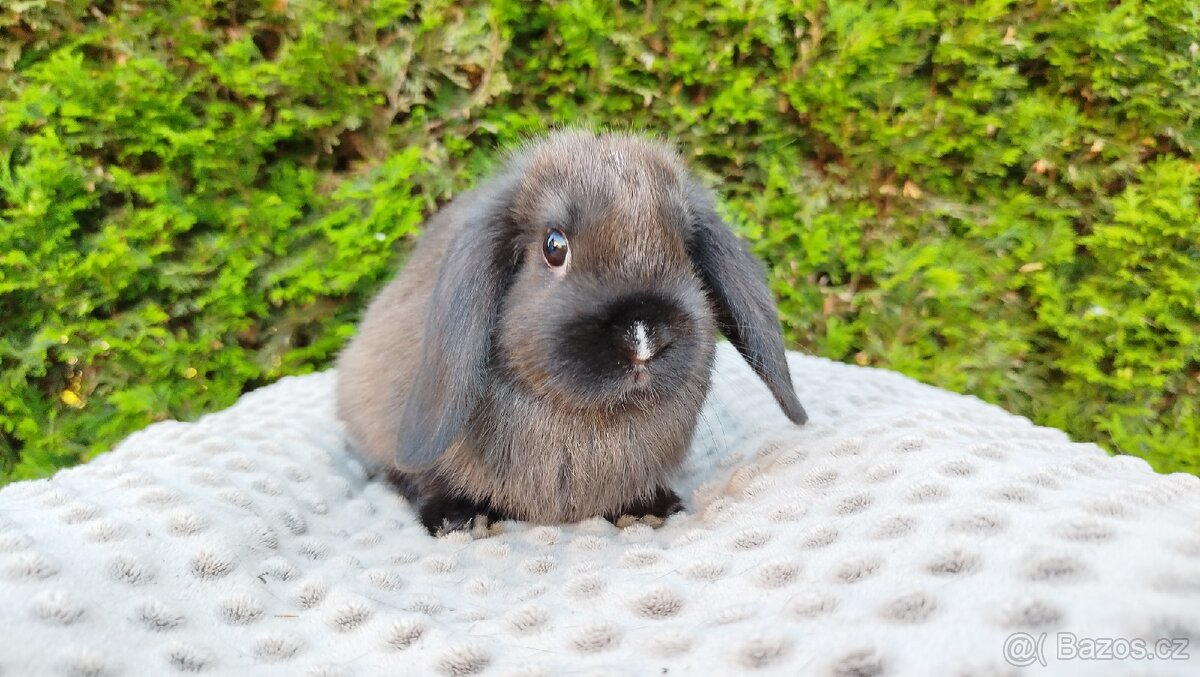 Zakrslý beránek, králíček, králík - PATRICIE