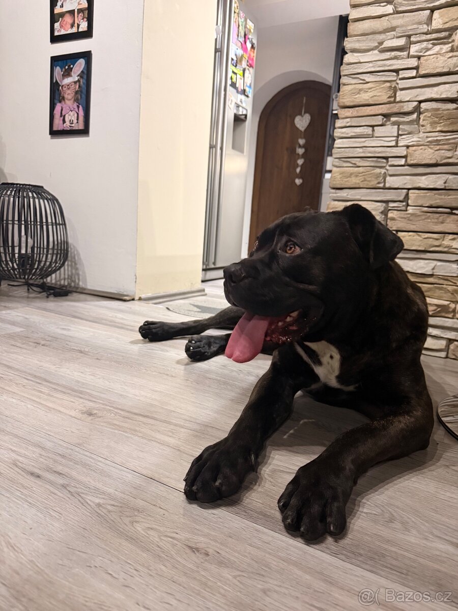 Canecorso mix