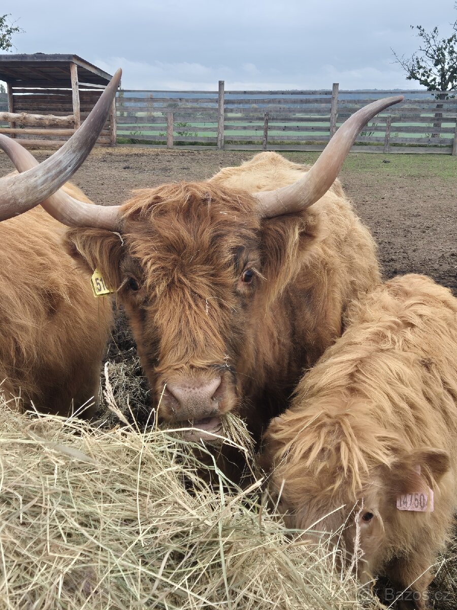 Highland - skotský náhorní skot