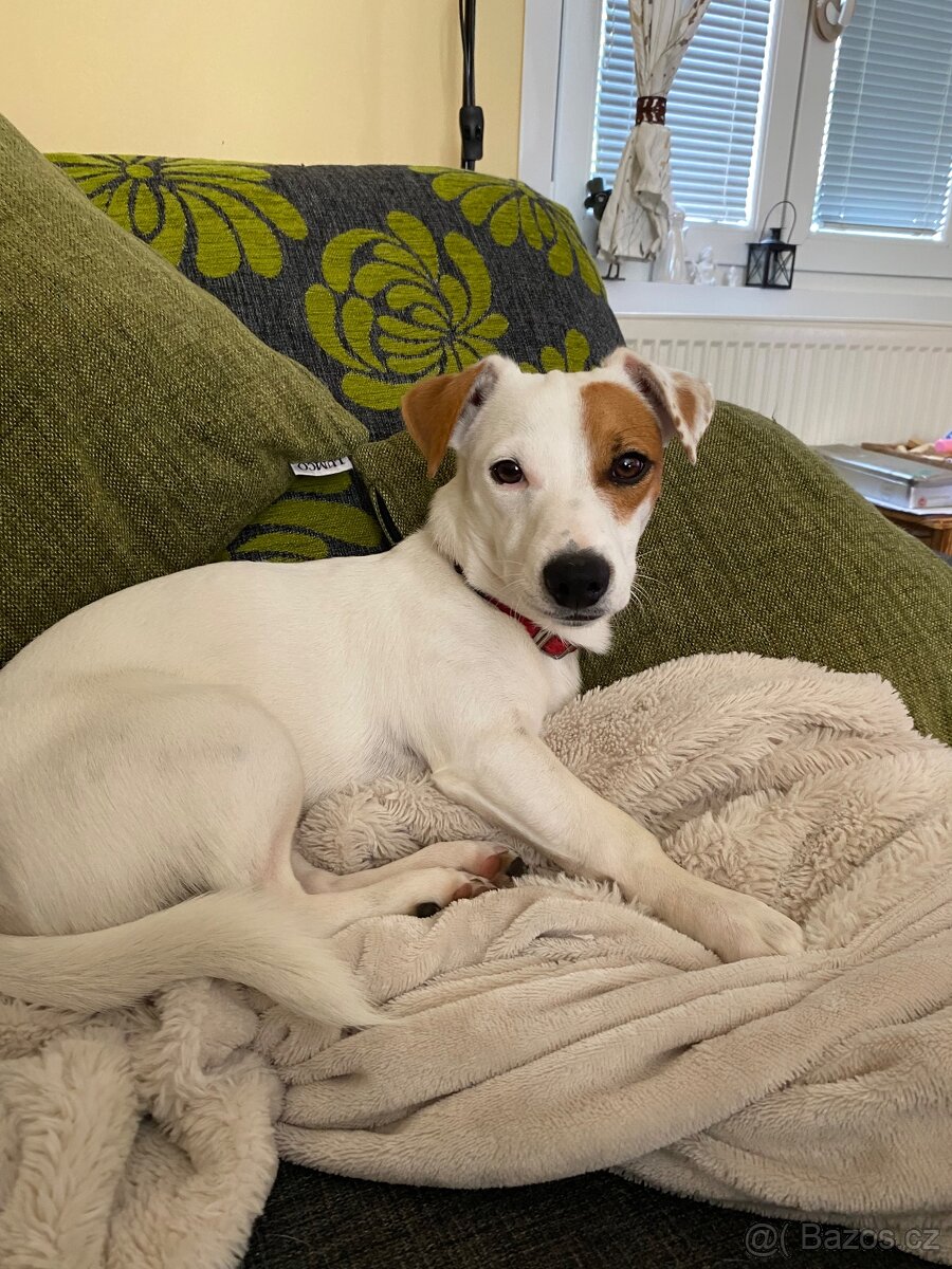 Jack Russell teriér krytí