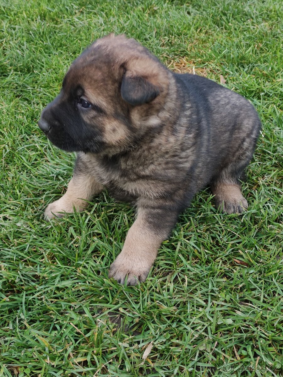 Německý ovčák štěňata