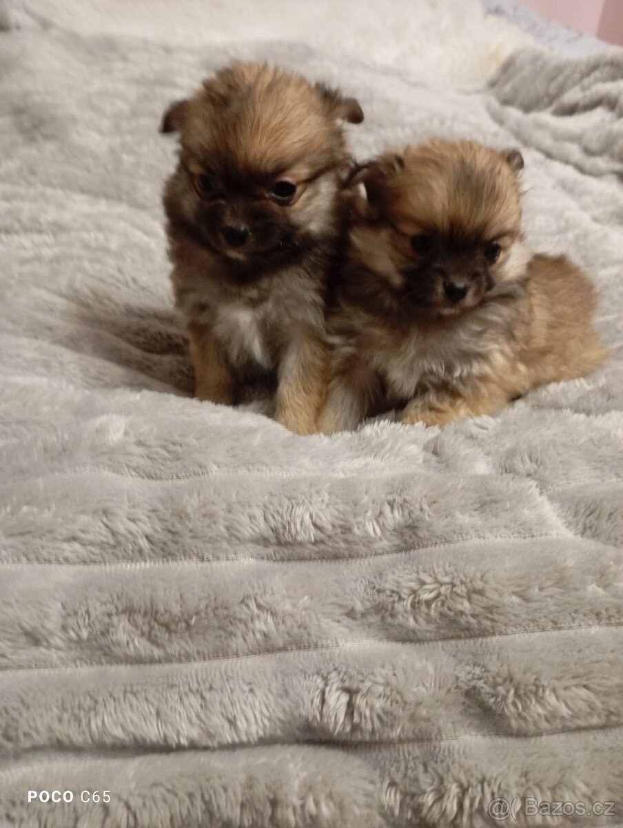 pomeranian/ pomerian