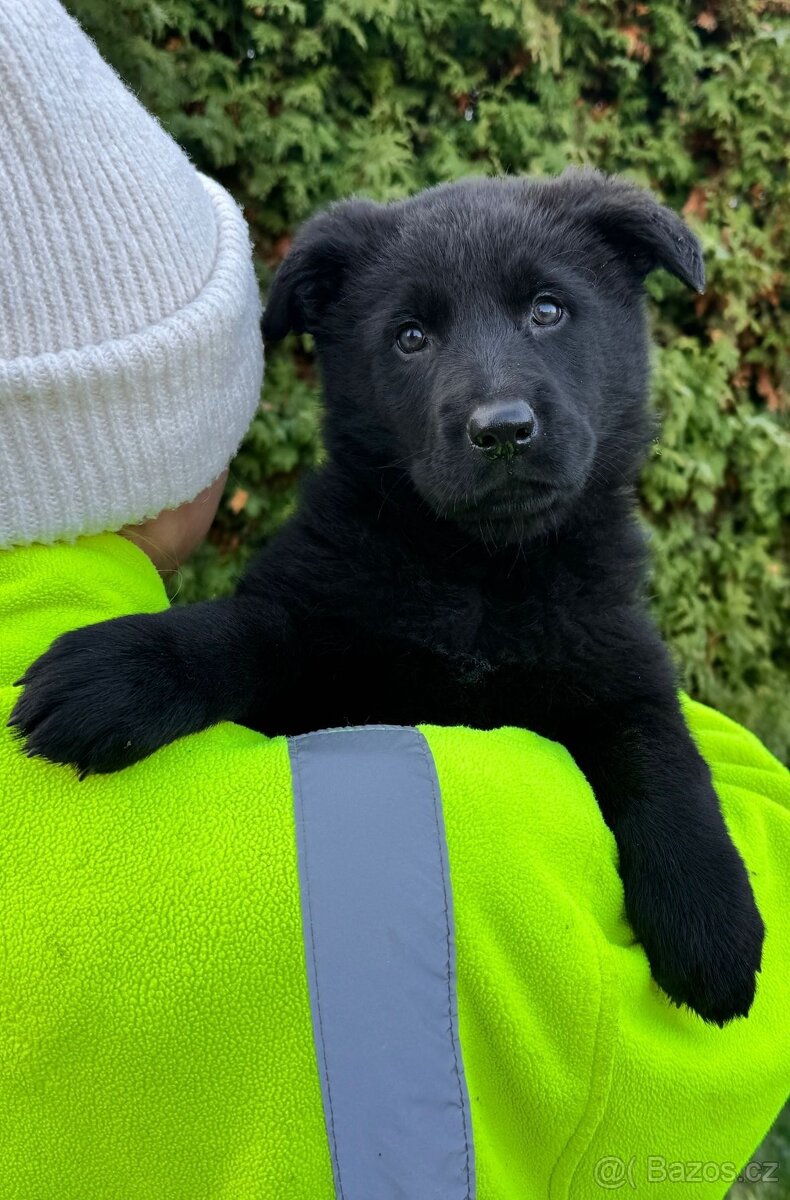 Německý ovčák štěńata odběr ihned