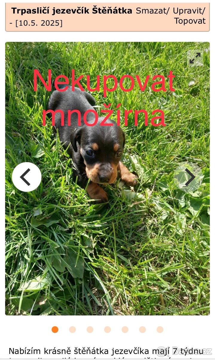Jezevčík