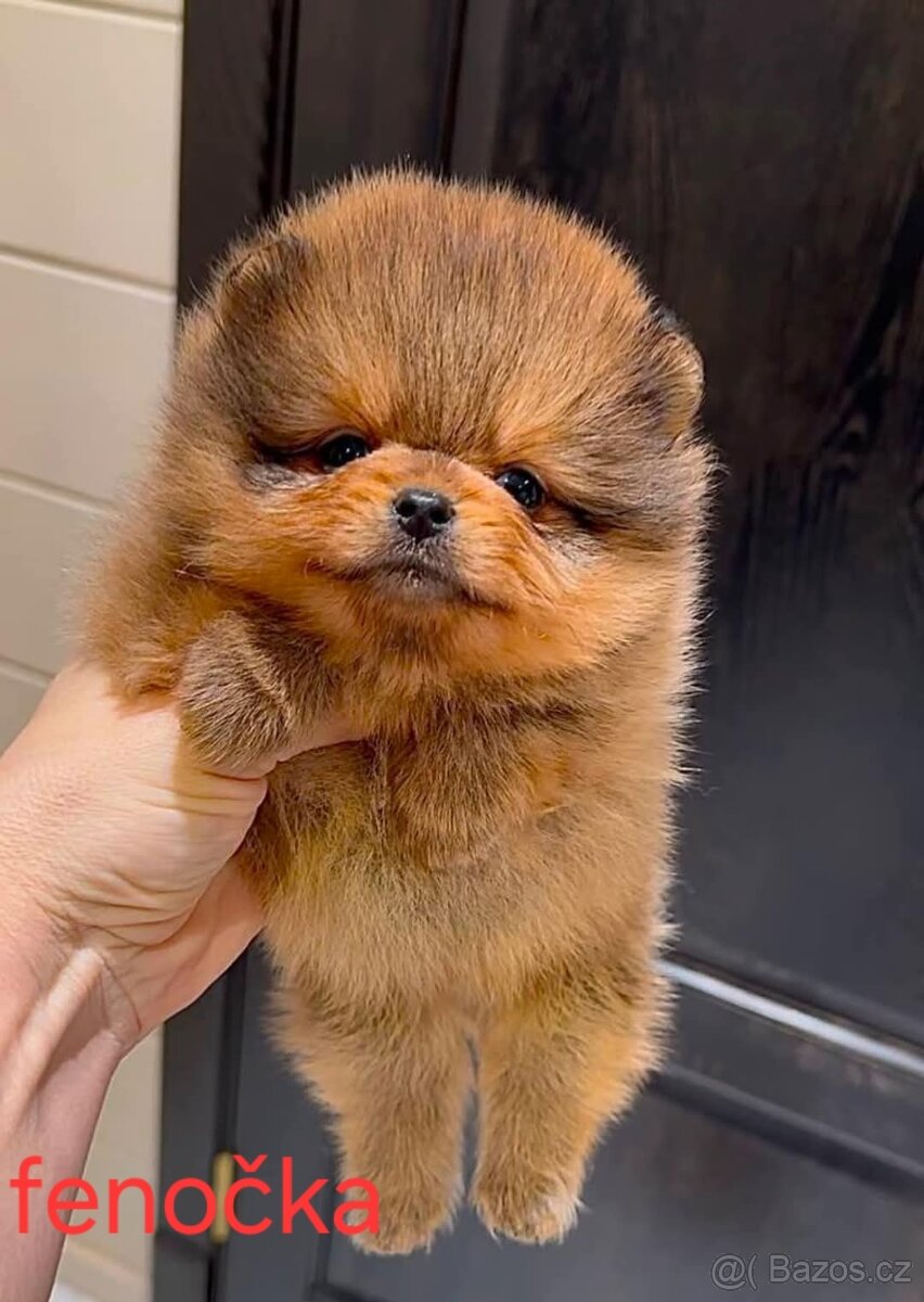 Pomeranian mini