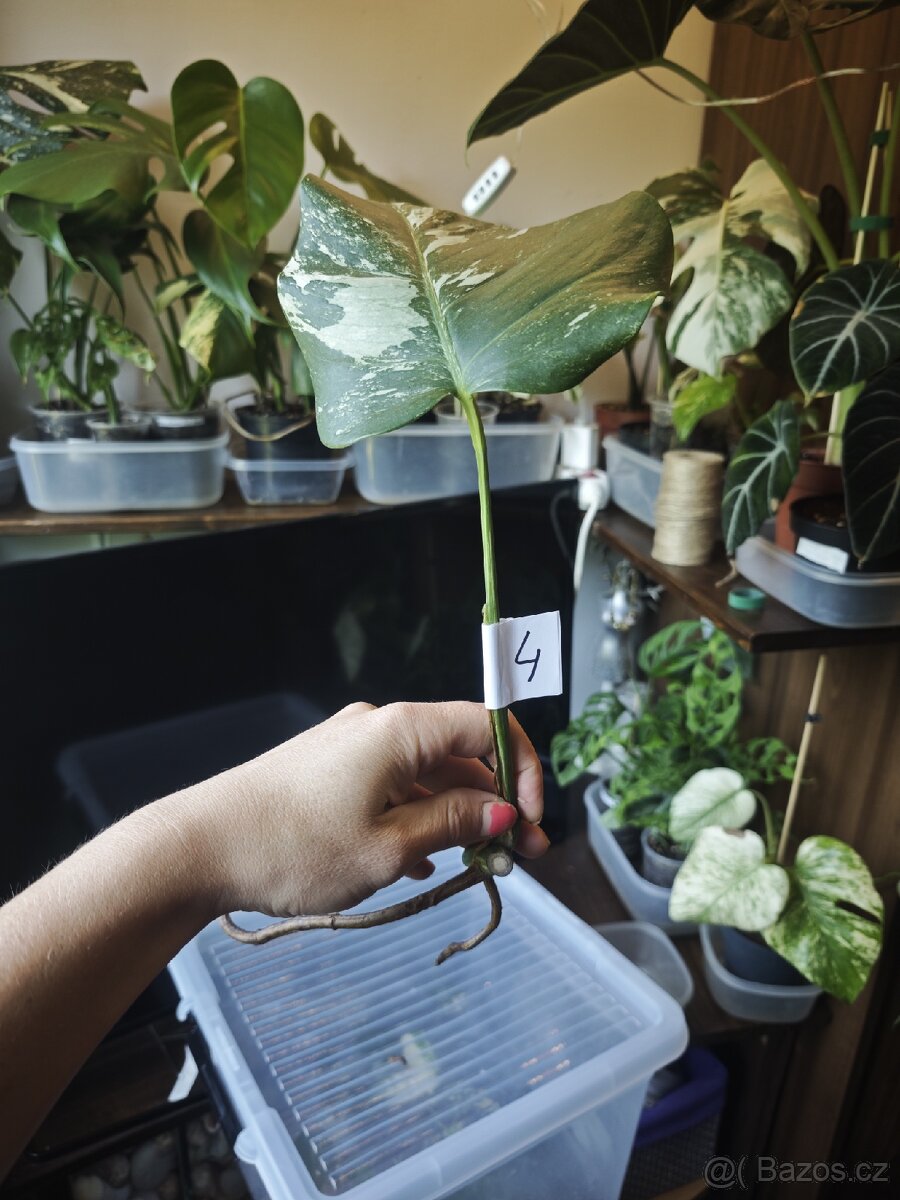 Monstera alba č.4