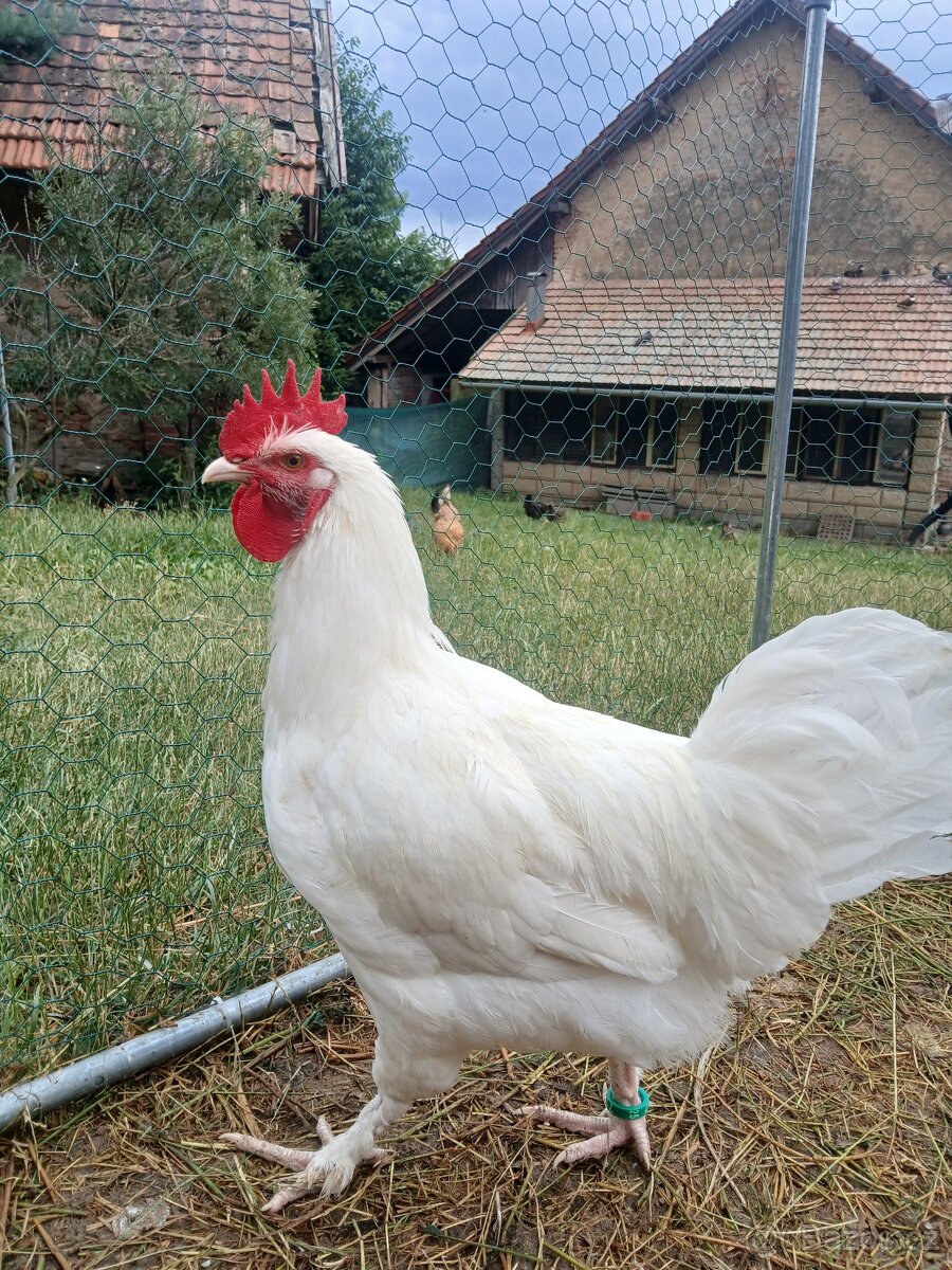 Marans bilá