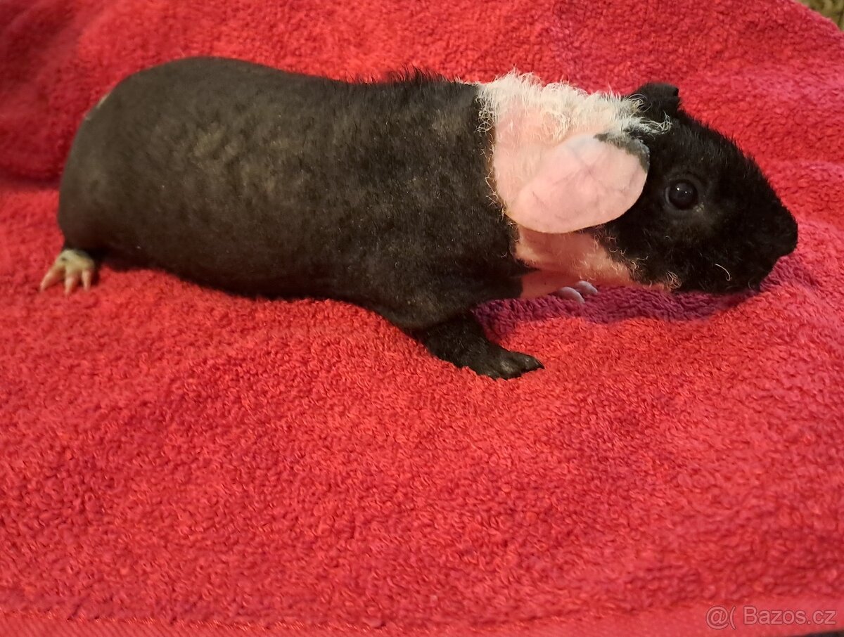 Skinny morče