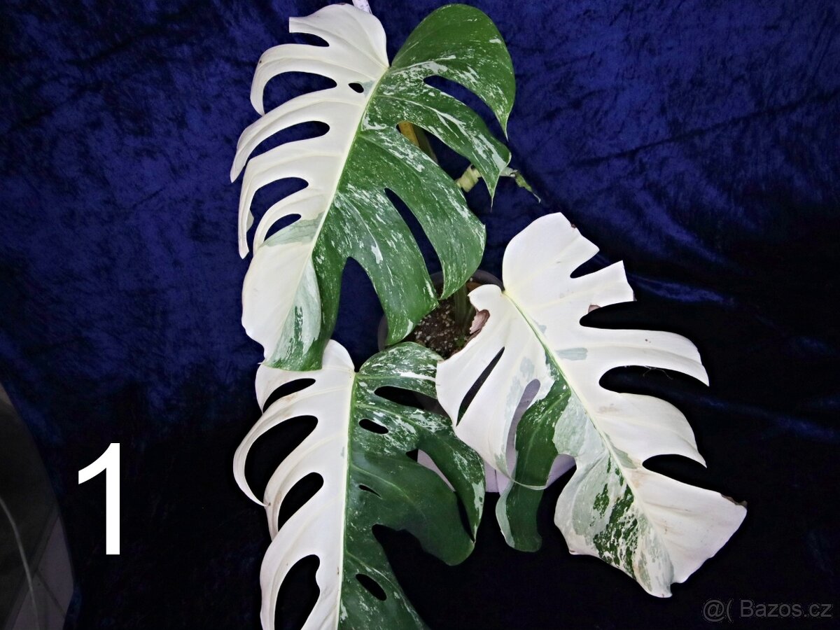 Monstera alba Half moon (deliciosa var. alba)